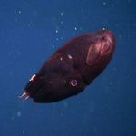 Go to this species on the OneZoom tree of life