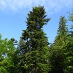 Image of Abies alba