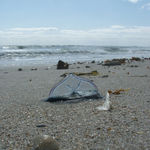 Image of Velella velella