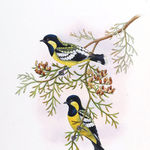 Image of Parus elegans