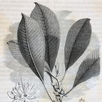 Image of Palaquium gutta