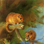 Go to this species on the OneZoom tree of life