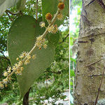 Go to this species on the OneZoom tree of life