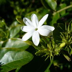 Image of Jasminum multiflorum