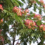 Image of Albizia julibrissin