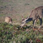 Image of Odocoileus hemionus