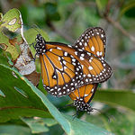 Image of Danaus erippus