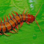 Image of Scolopendra subspinipes