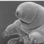 Go to this species on the OneZoom tree of life