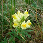 Image of Linaria vulgaris