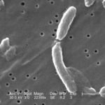 Image of Vibrio cholerae RC9