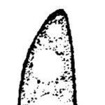 Image of Chorioactis geaster