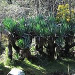 Image of Yucca guatemalensis