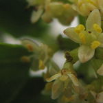 Image of Zanthoxylum nitidum