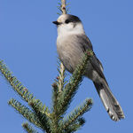 Go to this species on the OneZoom tree of life