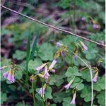 Image of Oxalis violacea