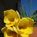 Image of Freesia refracta