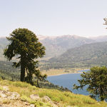 Image of Araucaria araucana