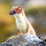 Go to this species on the OneZoom tree of life