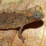 Image of Brookesia micra