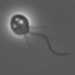 Go to this species on the OneZoom tree of life