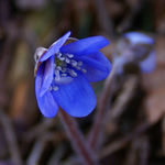 Image of Anemone hepatica