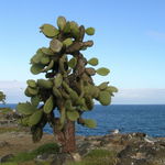 Image of Opuntia echios