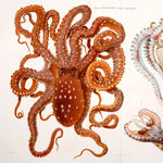 Image of Callistoctopus macropus