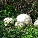 Image of Calvatia gigantea