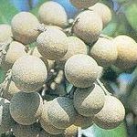Go to this species on the OneZoom tree of life