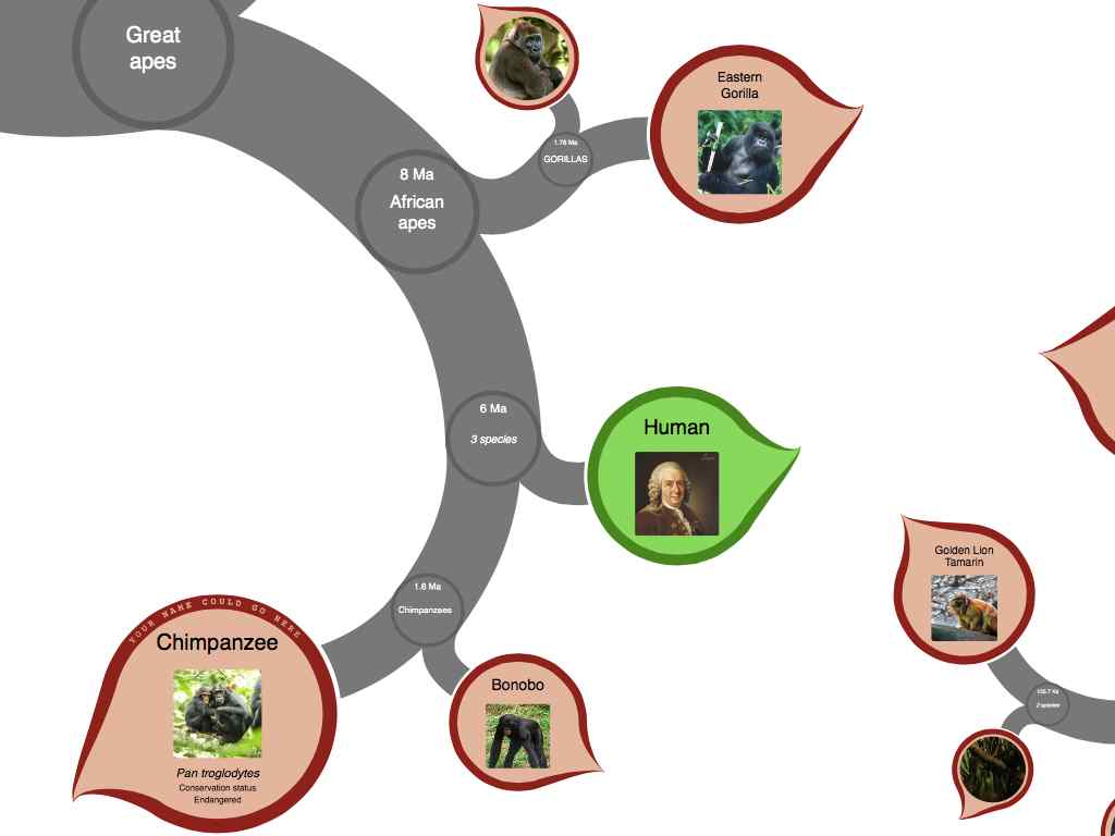 Interactive Taxonomy Chart