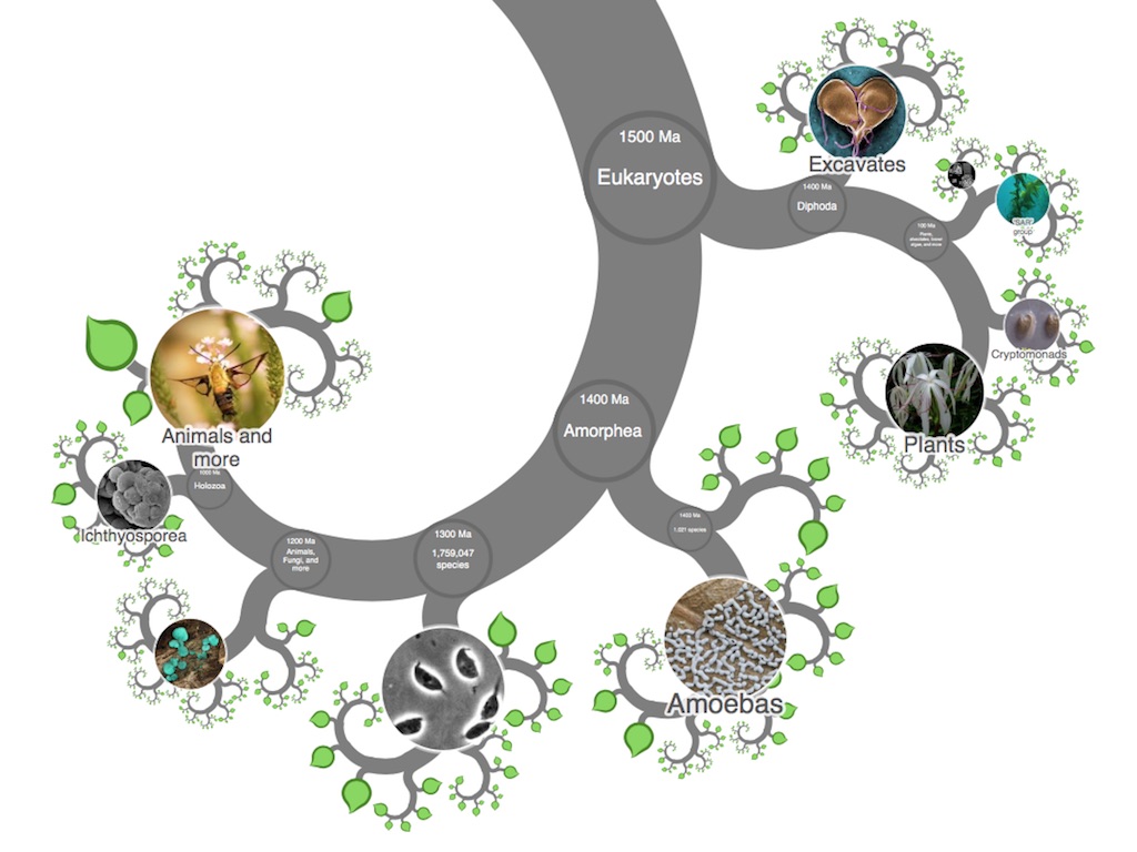 Interactive Taxonomy Chart