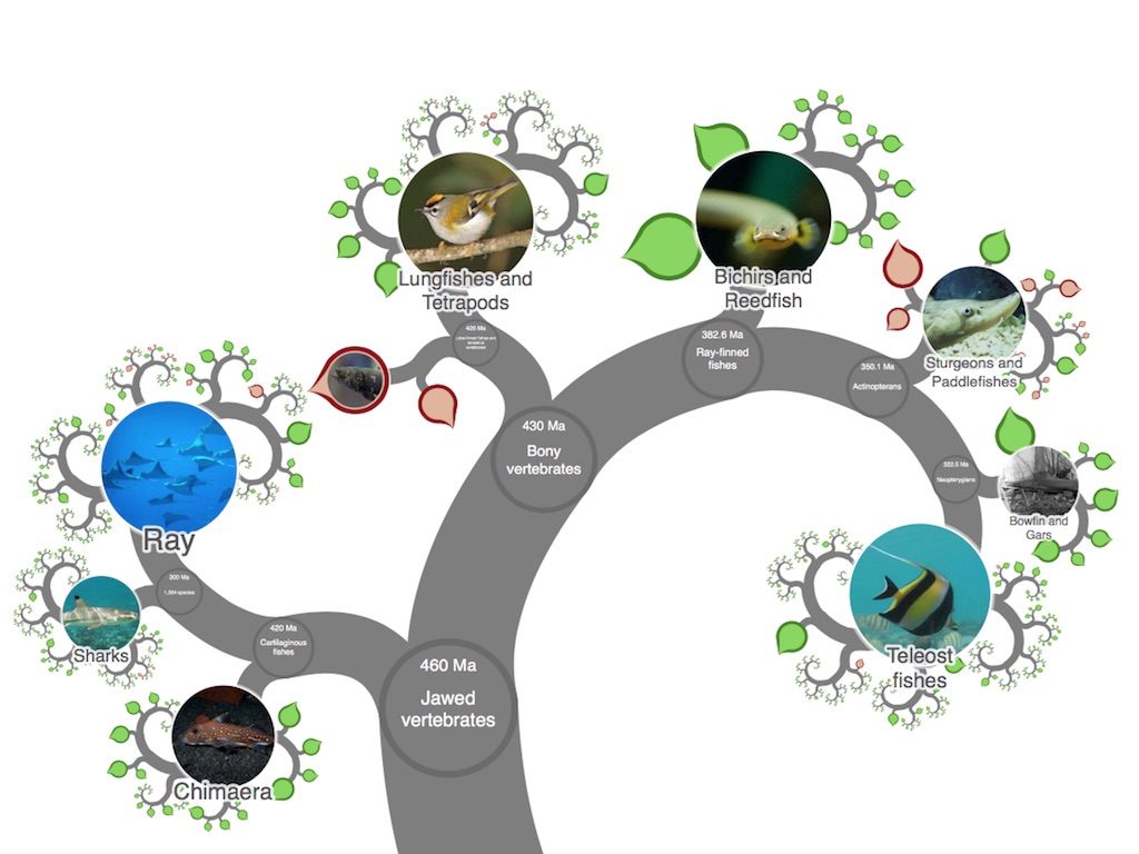 Interactive Taxonomy Chart