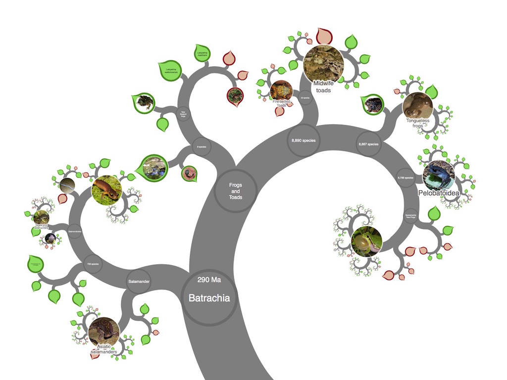 Interactive Taxonomy Chart