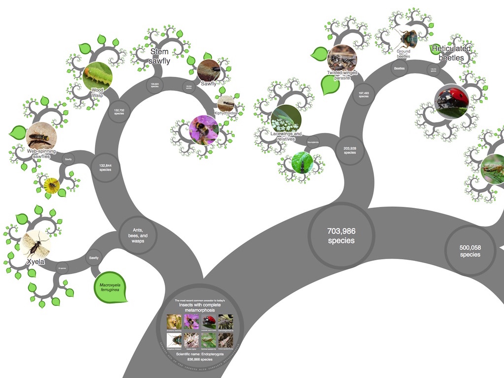 Interactive Taxonomy Chart