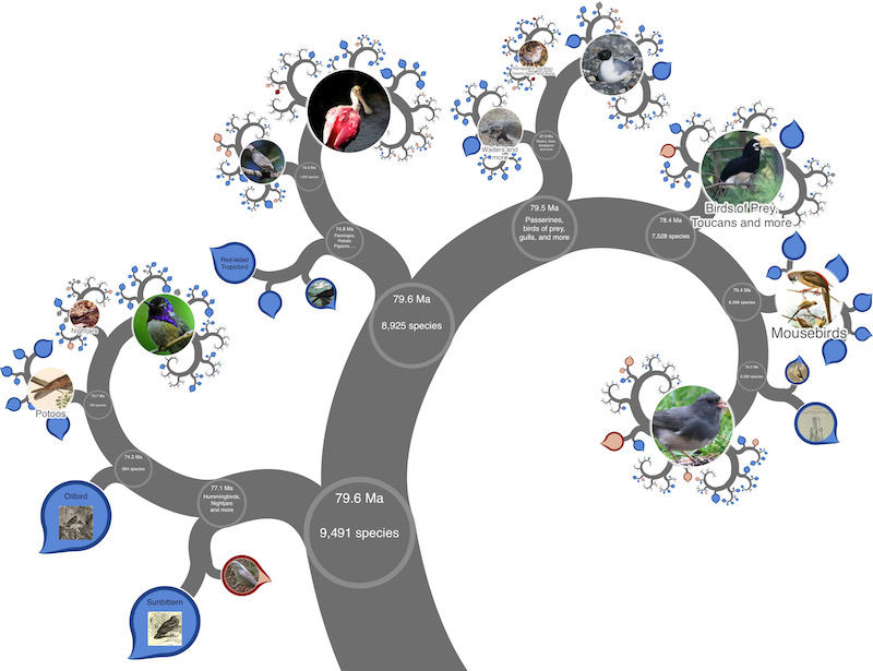 animal evolution tree